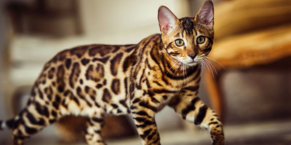 F5 hot sale bengal cat