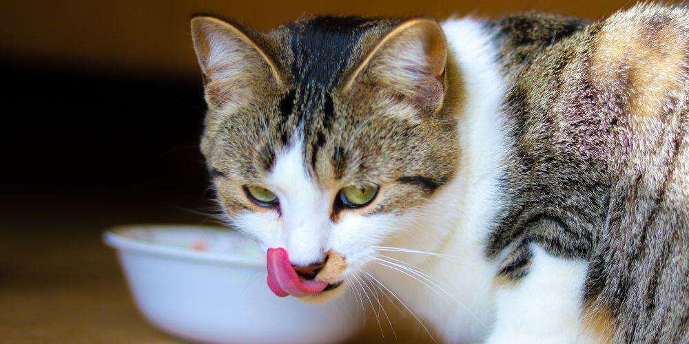 Choosing The Best Hypoallergenic Cat Food Tippaws