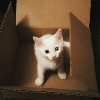 Why cats love cardboard boxes