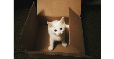 Why cats love cardboard boxes