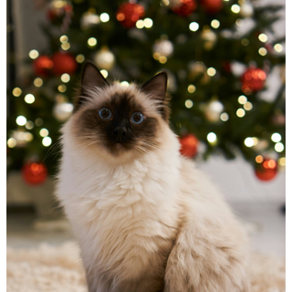 Stress-free christmas for cats