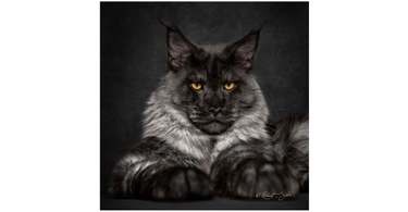 Maine Coon Cat Breed: Facts, Size, Care and Kitten Breed Information ...