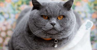 New cat microchipping legislation in England - what do I need to know as a cat owner? - Tippaws