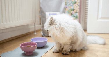 Why is taurine important for cats? - Tippaws