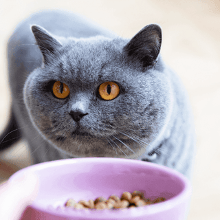 best dry cat food