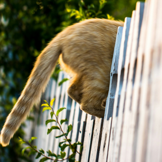 cat's tails