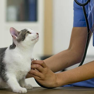 Choosing the right vet: how to find a cat savvy vet