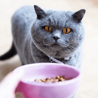 The ultimate guide to dry food for cats: everything you need to know for a healthy feline diet - Tippaws