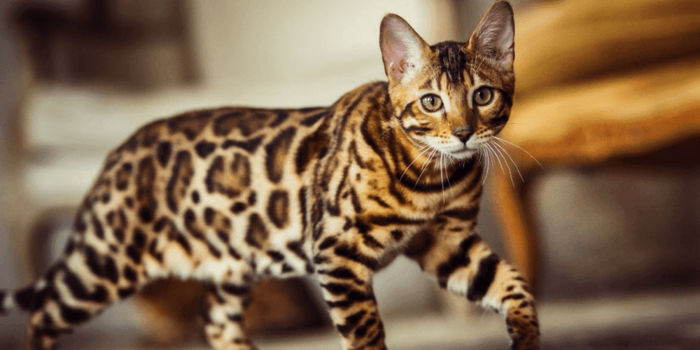 getting-to-know-your-bengal-cat-tippaws.png