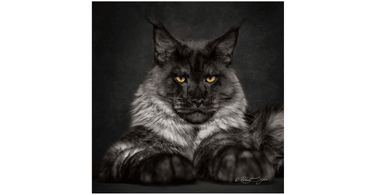 Maine Coon