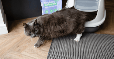 Kitten urinating outside litter box best sale