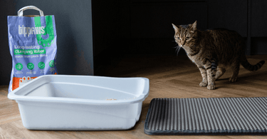 How clumping cat litter keeps your home fresh and clean