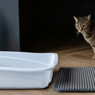 How clumping cat litter keeps your home fresh and clean