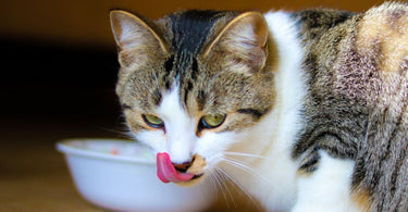 choosing the best hypoallergenic cat food