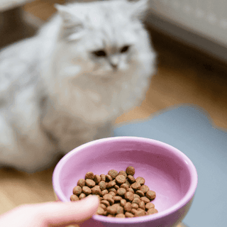 Is high ash content in cat food bad?