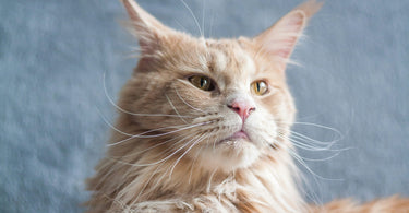 Getting to know your... Maine Coon