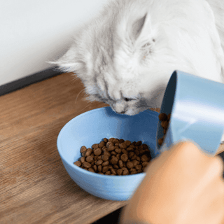 best tasting dry food