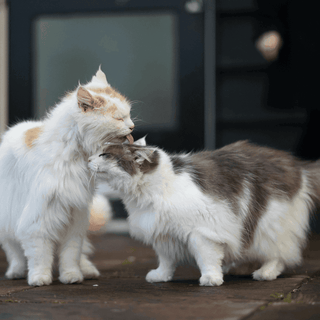 Multi-cat households: how to create a happy and healthy environment for multiple cats living together - Tippaws