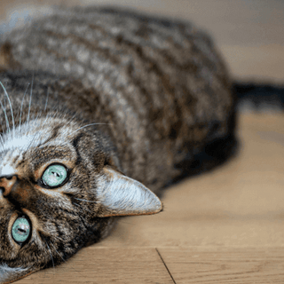 allergies in cats