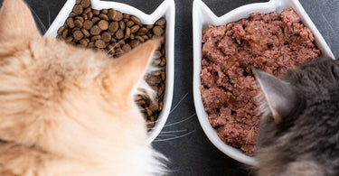 Should my cat eat dry food or wet food? - Tippaws