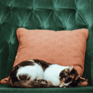 Taking your cat on a staycation - everything you need to know - Tippaws