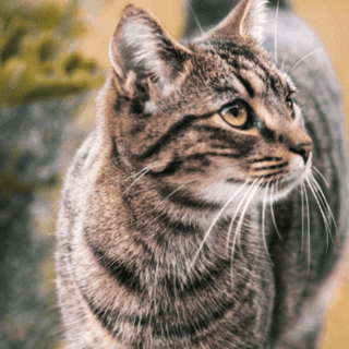 protein requirements in cats