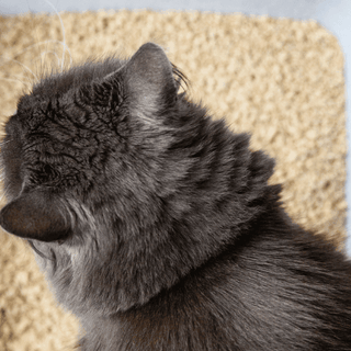 5 benefits of using dust-free cat litter for your cat's health and happiness - Tippaws