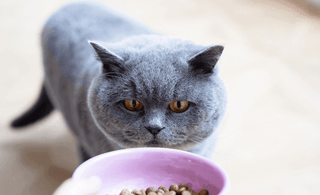 British shop shorthair diet