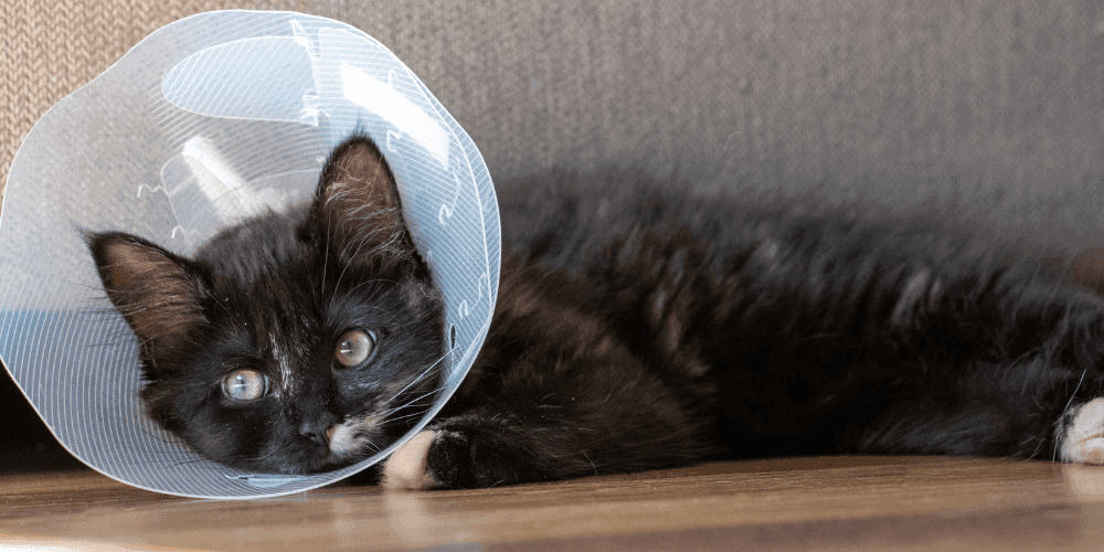 The importance of neutering or spaying your cat – Tippaws