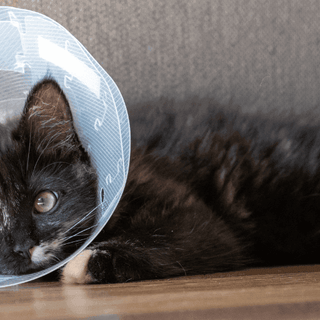 neutering your cat