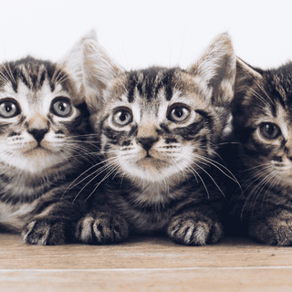 The new kitten checklist: what you need to know about getting a kitten