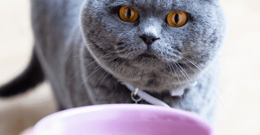 The ultimate guide to dry food for cats: everything you need to know for a healthy feline diet - Tippaws