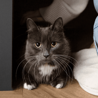 5 common illnesses in cats