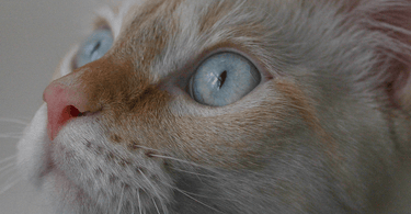 Top 5 strange behaviours in cats - Tippaws