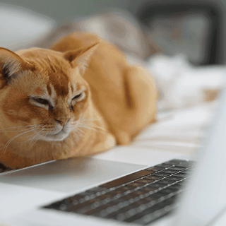 Top 5 YouTube videos to entertain your cat - Tippaws