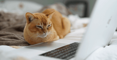 Top 5 YouTube videos to entertain your cat - Tippaws